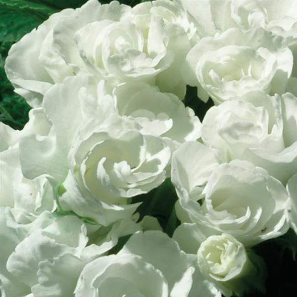 Primlet® White Primula - Bloom