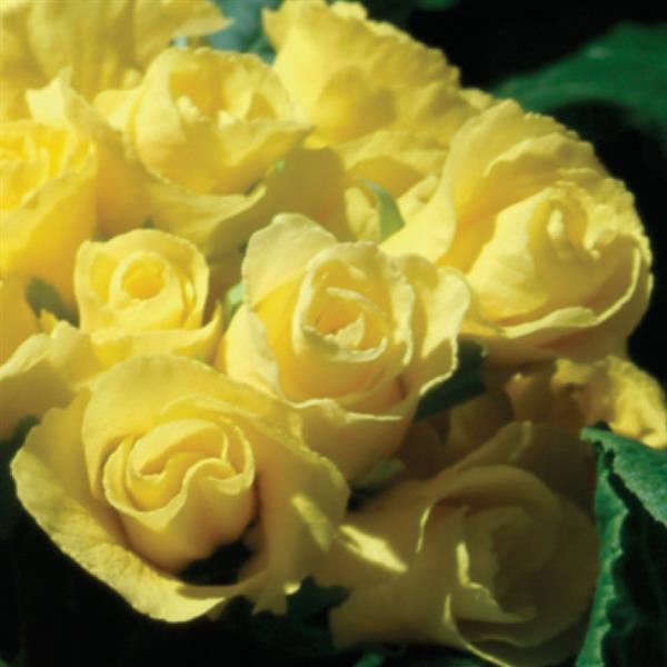 Primlet® Yellow Primula - Bloom