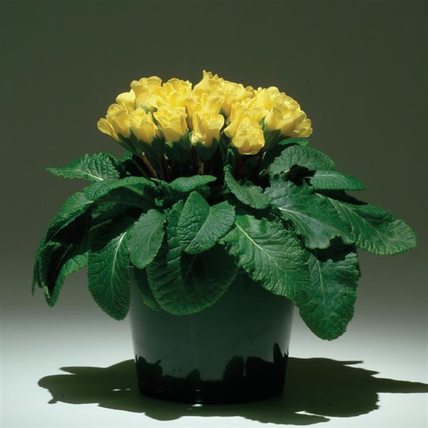 Primlet® Yellow Primula - Container