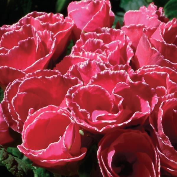 Primlet® Rose with Edge Primula - Bloom