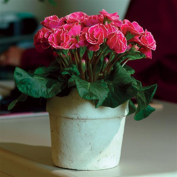 Primlet® Rose with Edge Primula - Container