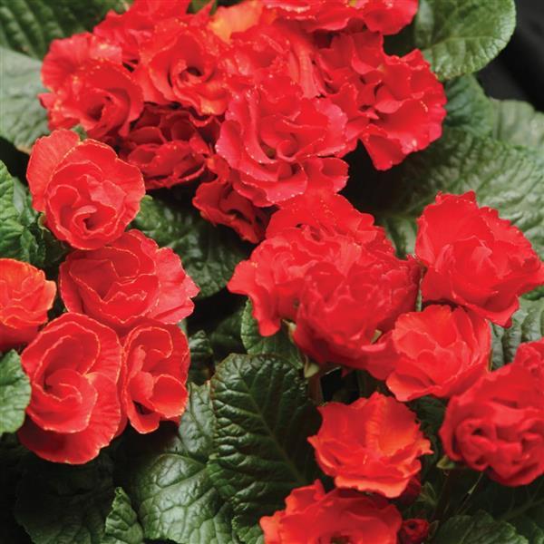 Primlet® Scarlet Red Shades Primula - Bloom