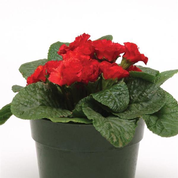 Primlet® Scarlet Red Shades Primula - Container