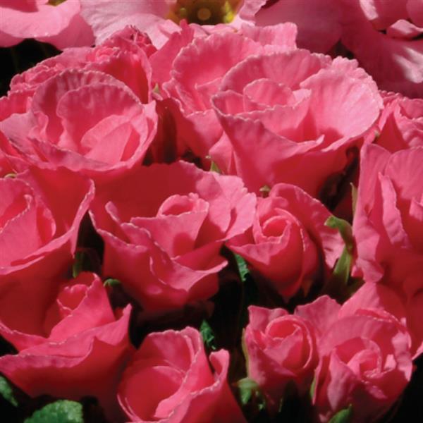 Primlet® Pink Shades Primula - Bloom
