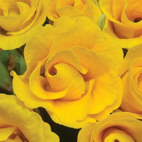 Primlet® Golden Shades Primula - Bloom