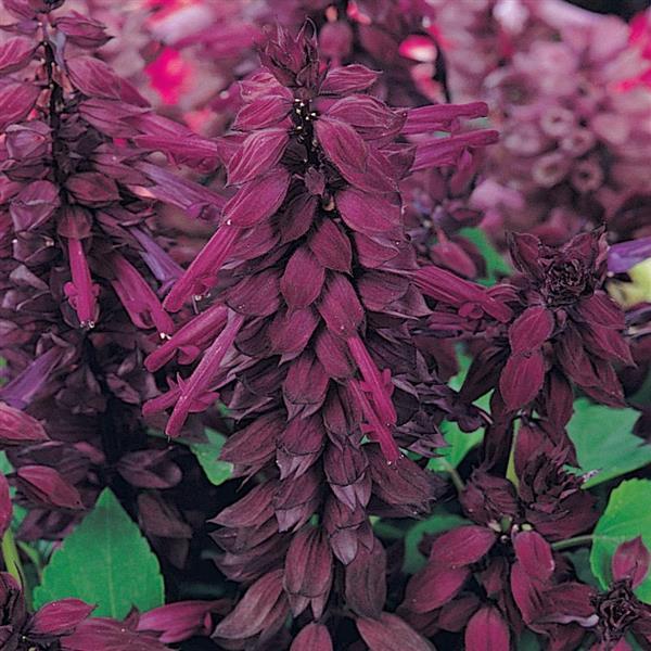 Vista™ Purple Salvia - Bloom
