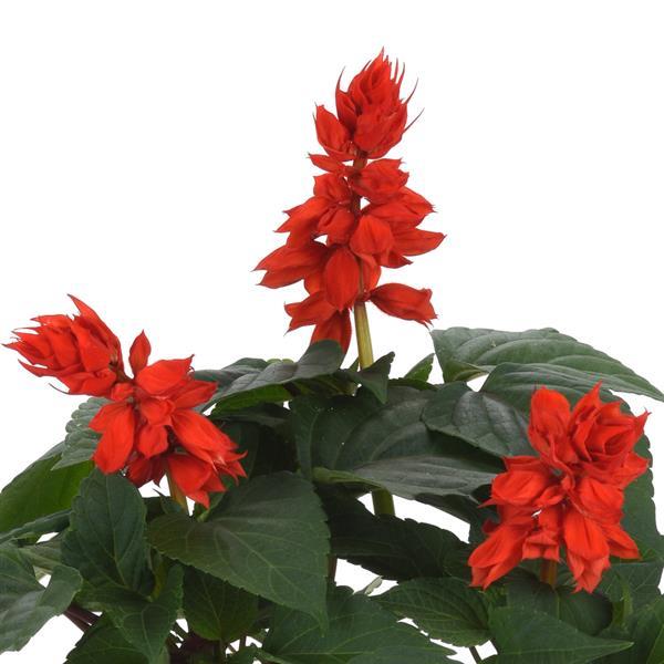 Vista™ Red Salvia - Bloom