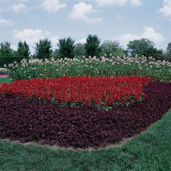 Vista™ Red Salvia - Landscape