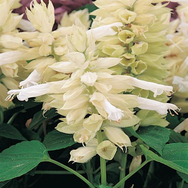Vista™ White Salvia - Bloom