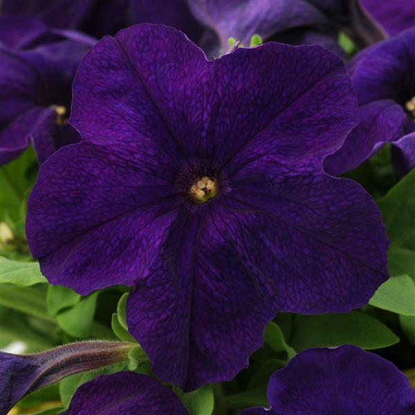 Ez Rider® Blue Petunia - Bloom