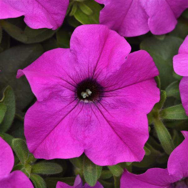 Ez Rider® Violet Petunia - Bloom