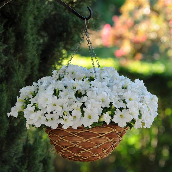 Ez Rider® White Petunia - Basket
