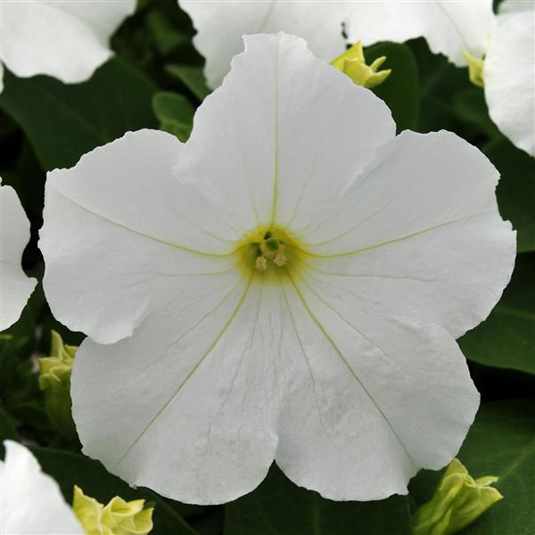 Ez Rider® White Petunia - Bloom