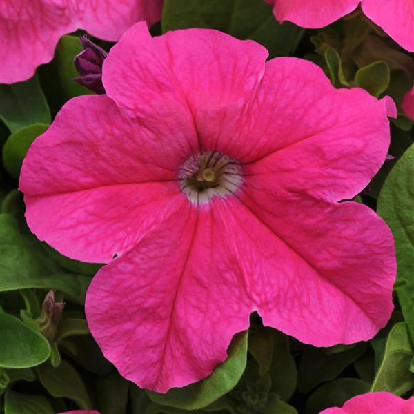 Ez Rider® Deep Pink Petunia - Bloom