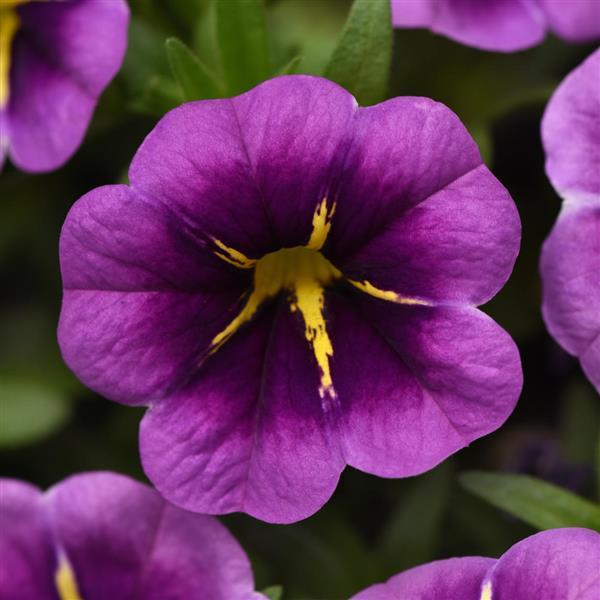 Conga™ Purple Star Calibrachoa - Bloom