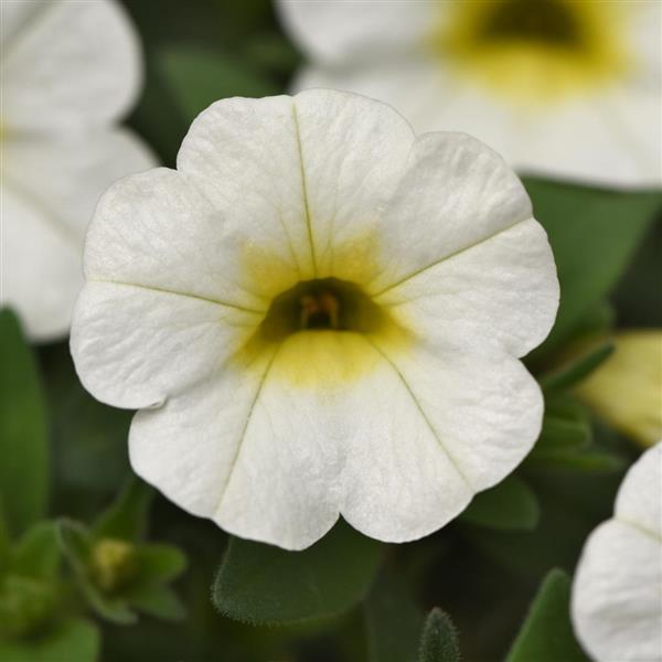 Conga™ White Calibrachoa - Bloom