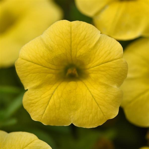 Conga™ Yellow Calibrachoa - Bloom