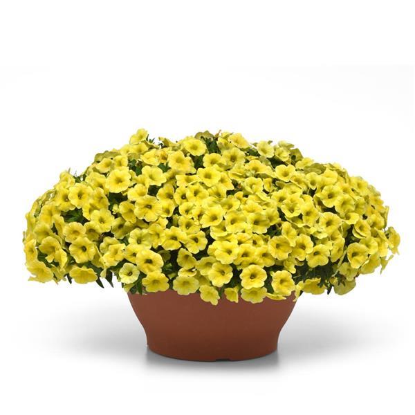 Conga™ Yellow Calibrachoa - Container