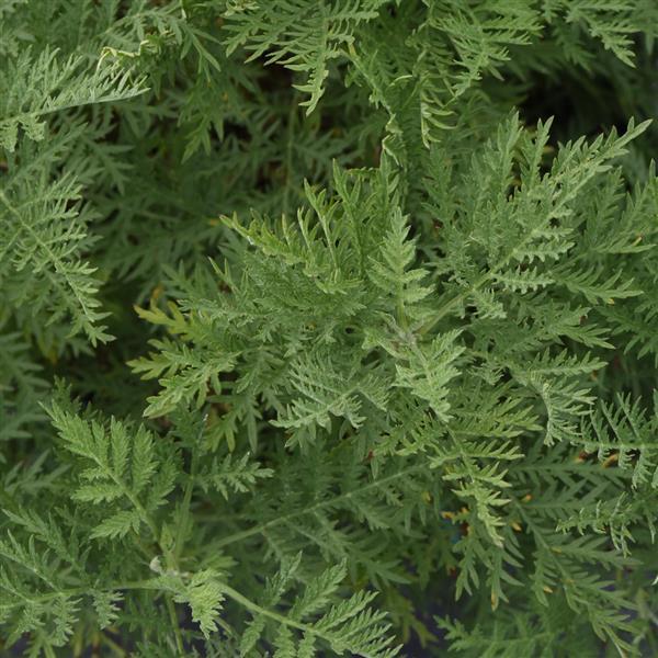 Artemisia gmelinii SunFern™ Arcadia - Bloom