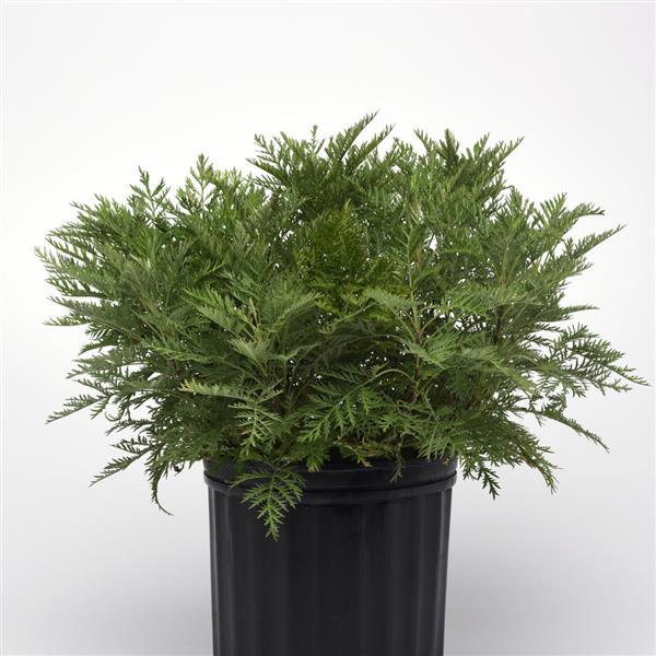 Artemisia gmelinii SunFern™ Arcadia - Container