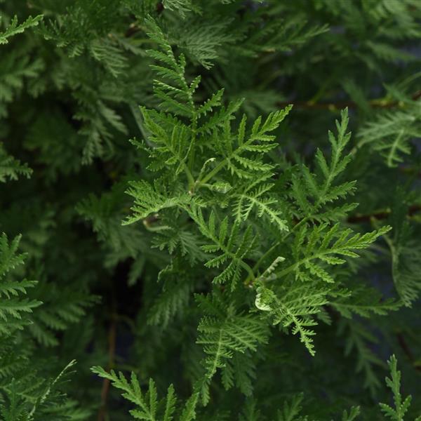 Artemisia gmelinii SunFern™ Olympia - Bloom