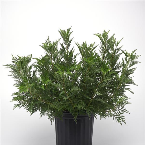 Artemisia gmelinii SunFern™ Olympia - Container