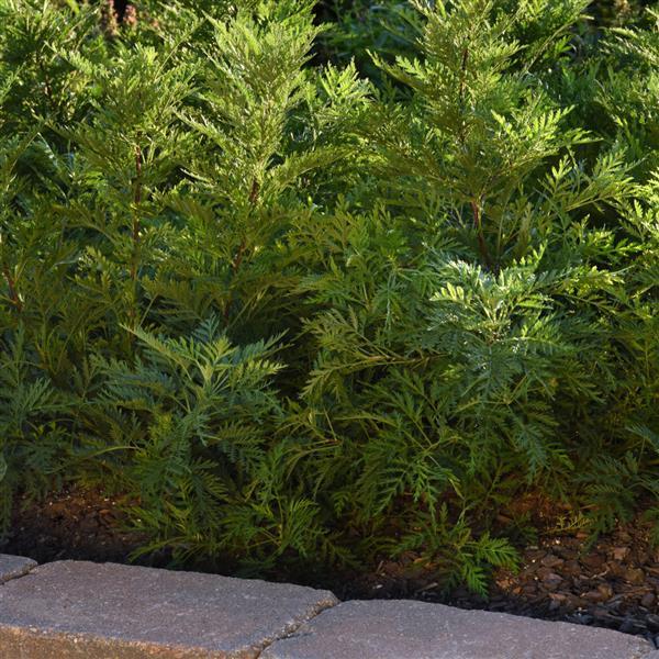 Artemisia gmelinii SunFern™ Olympia - Landscape