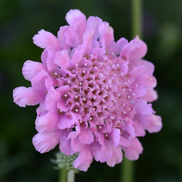 Scabiosa Flutter™ Rose Pink - Bloom