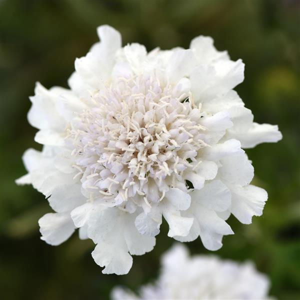 Scabiosa Flutter™ Pure White - Bloom