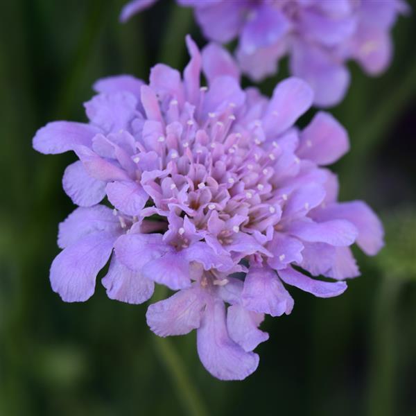 Scabiosa Flutter™ Deep Blue - Bloom