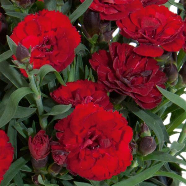 Dianthus Carmen™ Burgundy - Bloom