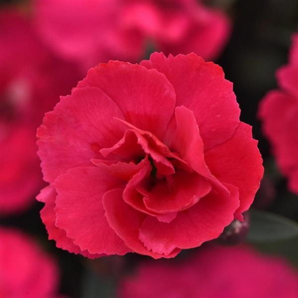 Dianthus Carmen™ Pink - Bloom