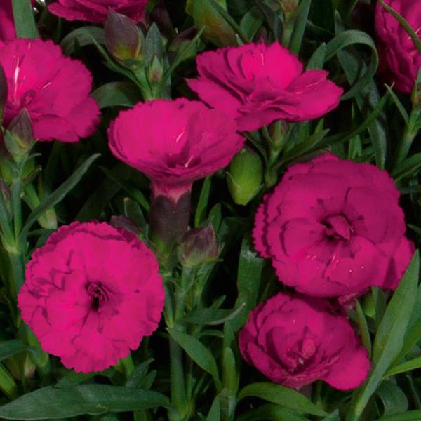 Dianthus Carmen™ Purple - Bloom
