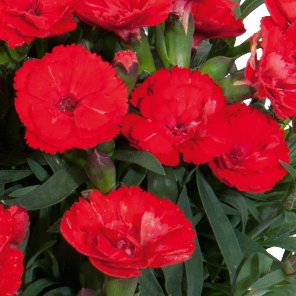 Dianthus Carmen™ Red - Bloom