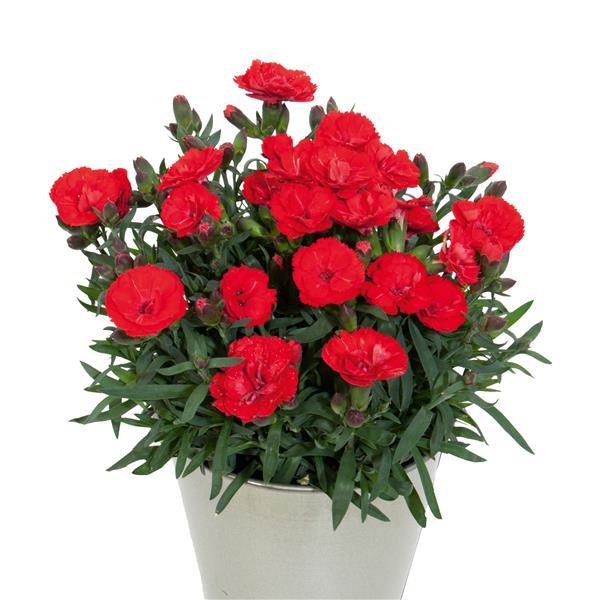 Dianthus Carmen™ Red - Container