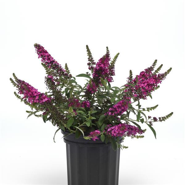 Buddleia Chrysalis™ Cranberry - Container