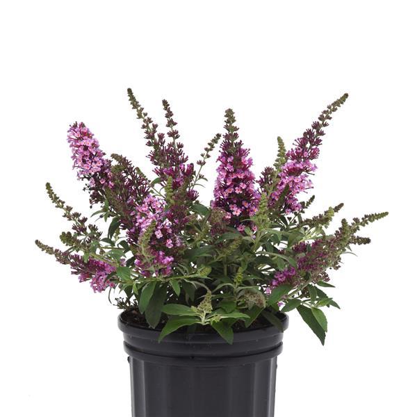 Buddleia Chrysalis™ Pink - Container
