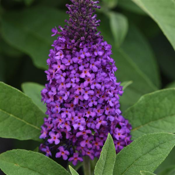 Buddleia Chrysalis™ Purple - Bloom