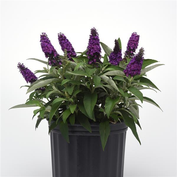 Buddleia Chrysalis™ Purple - Container