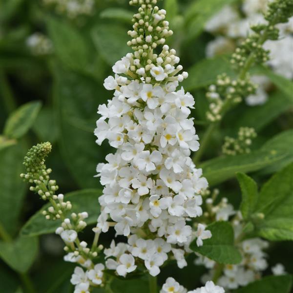 Buddleia Chrysalis™ White - Bloom