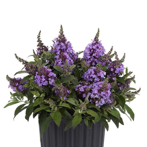 Buddleia Chrysalis™ Steel Blue - Container