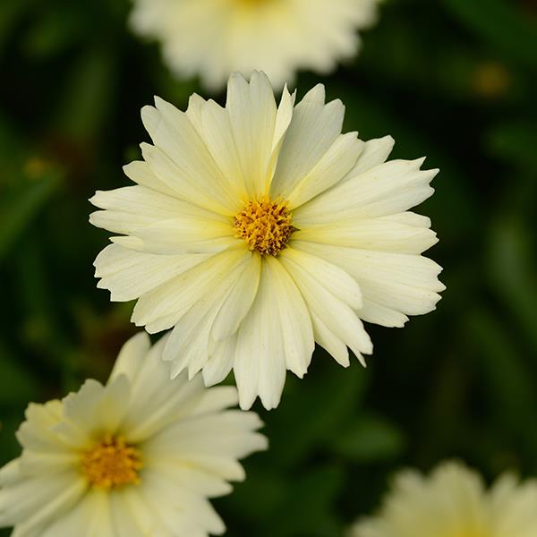 Coreopsis UpTick™ Cream - Bloom
