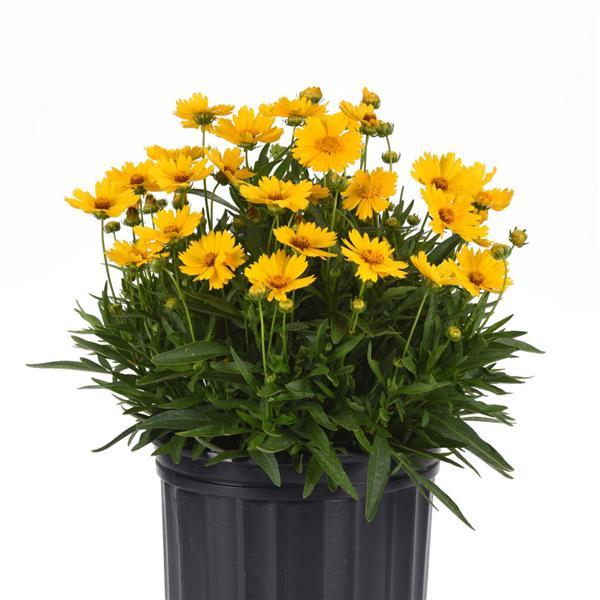 Coreopsis UpTick™ Gold - Container