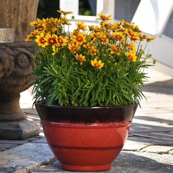 Coreopsis UpTick™ Gold & Bronze - Container