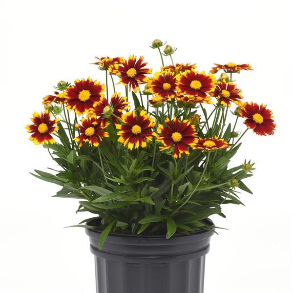 Coreopsis UpTick™ Red - Container