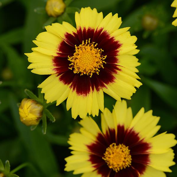 Coreopsis UpTick™ Yellow & Red - Bloom