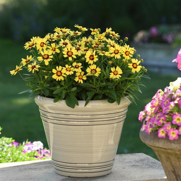 Coreopsis UpTick™ Yellow & Red - Container