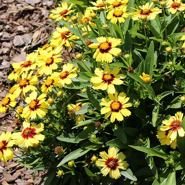 Coreopsis UpTick™ Yellow & Red - Landscape