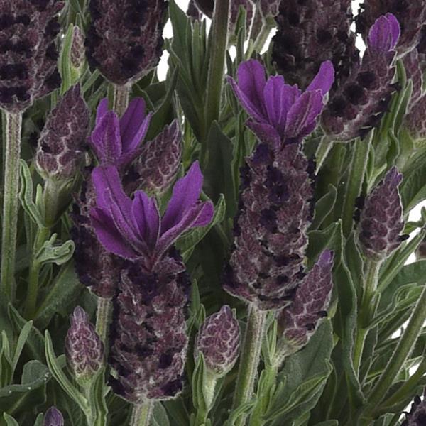 Lavandula stoechas Anouk Purple Flare - Bloom