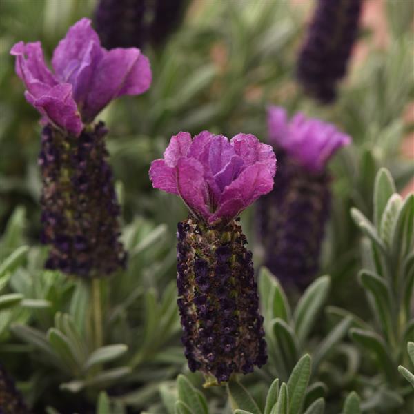 Lavandula stoechas Anouk Purple Medley - Bloom